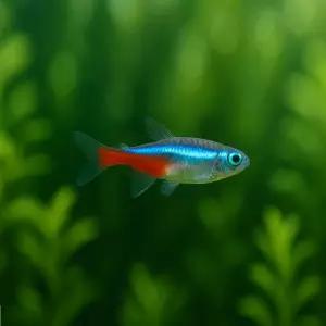 네온테트라 10마리