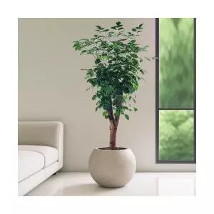 녹보수 VIP대형 달항아리 공기정화식물 인테리어식물 승진화분 영전화분