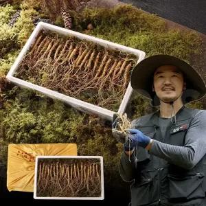 김성태 진삼애 강원도 산양삼 사포닌 산양 삼 산삼 인삼 수삼 산양삼 산양산삼 5-6년근 20뿌리 선물세트