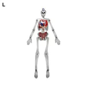 대형 인체 모형 5세트학교과구 창작용과구 만들기교구 과학실험 과구 교육용과구 학습용과구 수업용과구 용