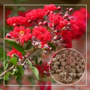 서울농원묘목/배롱나무 백일홍 다이너마이트 꽃나무 3년생 분묘(소) 목백일홍 