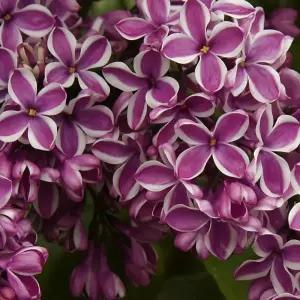 라일락 센세이션 묘목 H60Cm전후 꽃나무 정원용 조경용