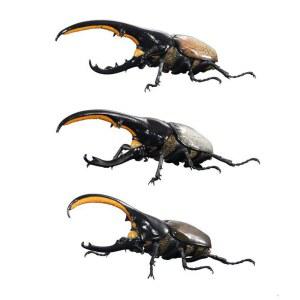 바이디움 반다이생물도감 곤충 고퀄 도감 장수풍뎅이 16cm 딱정벌레 피규어 장수풍뎅이 헤라클래스