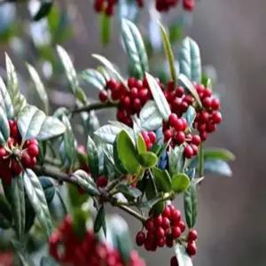 묘목 완도호랑가시나무 _ 수고 60CM [포트묘] 조경수/정원수/K0494