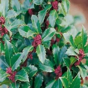 묘목 호랑가시나무(헤켄스타) _ 5치 포트묘 [] 조경수/정원수/K0501