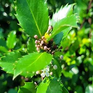 묘목 호랑가시나무(블루프린스) _ 5치 포트묘 [] 조경수/정원수/K0502