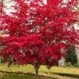 홍단풍 사계절 붉은색 단풍나무 조경수 단풍 묘목 20주 3050cm 얼치기1년생 정원수