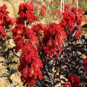 묘목 배롱나무(호홍) _ [화분묘]조경수/정원수/K0724