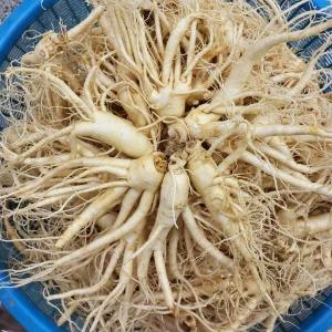 미리네인삼 6년근 가정용 세척 중난발삼 600g 9 11뿌리 선물세트 한가위 가족 명절 추석 설날