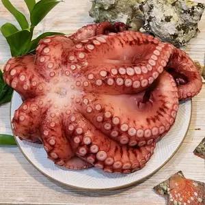 맛있게 삶아서 보내드리는 간편한 자숙문어 900g급-제수용 반찬 술안주 숙회 무침