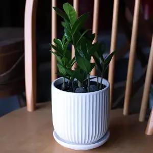 아트박스/러브피어리 금전수 도자기 화분 실내 공기정화식물 개업 영전