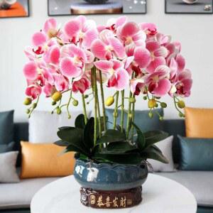 행운 호접란 서양란 서양난 2지 진녹색 A모델 화이트화분 셀프 3D 파우더 현관