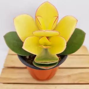 염좌금 다육이 황금염좌 크라슐라 다육이염자 다육130