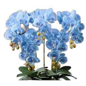 호접란 인테리어 조화 개업 승진 플랜테리어 서양난 파란색/화이트/