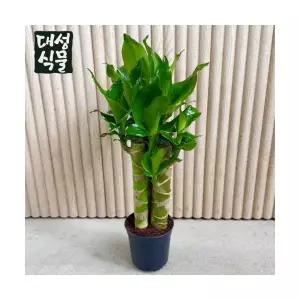 황금죽 케인 (H40) 부귀죽 재복죽 재물을 부르는 공기정화 습도조절 대성식물