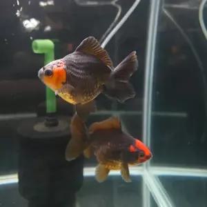 금붕어 A급 블랙홍두 단미 오란다 9cm내외 1마리