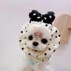 [반려] 반려동물 긴털 모자 헤어밴드 머리띠 강아지 머리밴드 반려 동물 용액세서리