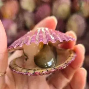 산지직송 통영 홍가리비 4kg