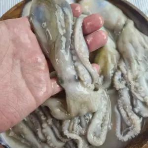 냉동 낙지 12미 [ACG595]