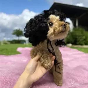 [반려] 악세사리 마이콜 머리띠 뽀글머리 앞머리 코스튬 강아지 가발