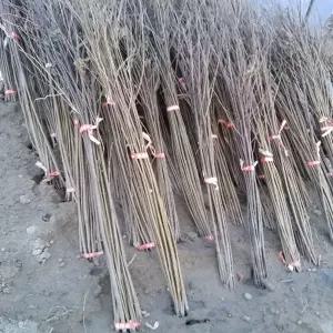 헛개나무 헛개나무묘목 지구자묘목