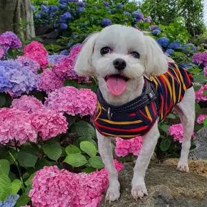 [제주] 제주애견전문 엔젤하우스펜션(제주, 제주)