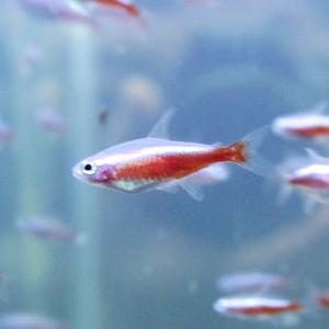 티아쿠아 열대어 알비노 카디날 테트라 5마리 관상어