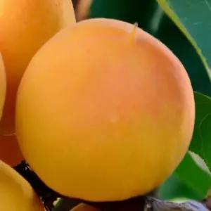 [충북농원] B360 살구나무 묘목 - 1년생/접목묘