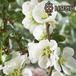 나무언니 명자나무 묘목 백장수매 5치화분 개화주