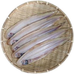 군산직발송 반건조 박대 31~33cm 천일염 냉풍건조