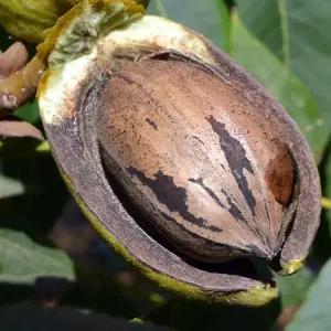 [충북농원] 메이저 (피칸) 서양호두 나무 묘목 - 접목묘