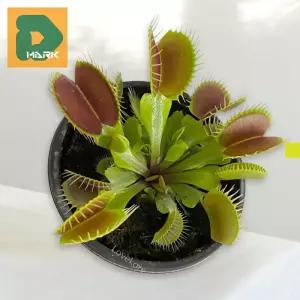 해충박멸 식충식물 대나물 화초 식물 희귀 파리지옥 식물 끈끈이 미니 반려 벌레 잡는 식물 벌레잡이용