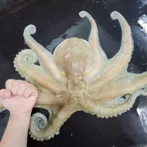 [장보리]국내산 활 돌문어 특대 1.5kg