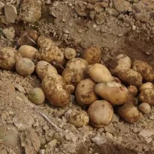 25년 햇 감자 3kg 5kg (0604공급가인하)