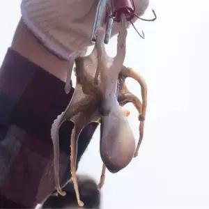 쫄깃 제철 서해 자연산 활 쭈꾸미 1kg