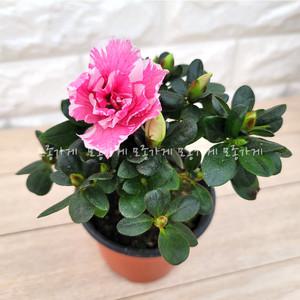 철쭉 아젤리아 아자리아 연산홍 영산홍 서양철쭉 철죽