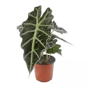 거북알로카시아(소품)