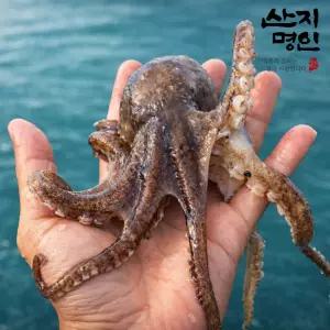 [산지명인] 충남 태안 알배기 활 주꾸미 1kg 12미 내외 쭈꾸미