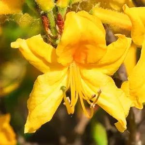 [충북농원] 황철쭉 철쭉나무 묘목 - H0.3 x W0.3/분묘 (10주 한묶음)