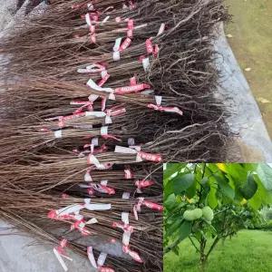 포포나무 (실생1년생) 특묘 뽀뽀나무 포포묘목 병해충에강한 유실수 