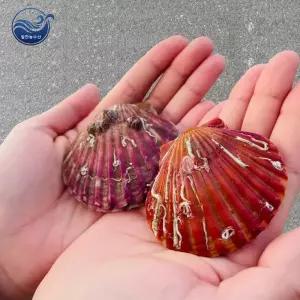 통영 산지 제철 가리비 1kg 