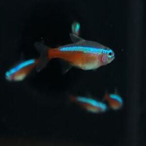 [스누피아쿠아] 카디널(카디날) 테트라 20마리