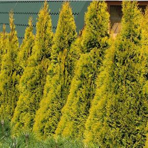 에메랄드골드 화분묘 1m전후(화분 빼고 배송)울타리목 황금 측백나무