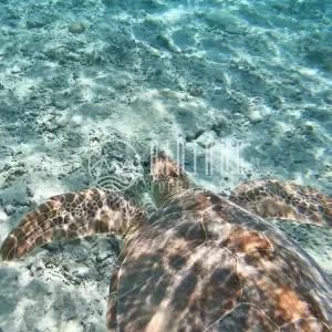 [빈땅투어] [롬복] 윤식당 길리섬 스노클링 투어 | 길리 트라왕안, 메노, 아이르