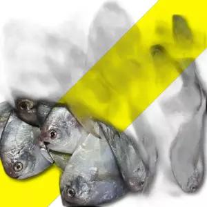 생물 병어 1KG 병어 생선 병어회 세꼬시