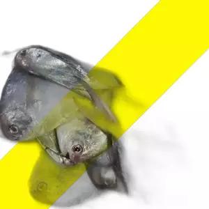 급냉 병어 2KG 병어 생선 병어회 세꼬시