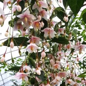 분홍수양때죽 / 5치 포트