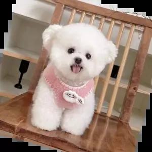 귀여운강아지옷 구름핀 뽀글이 강아지조끼 겨울 고양이옷 강아지옷