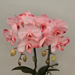 호접란 - 아바타 염색란 핑크색40