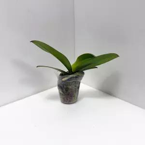 호접란 아사히 노란색 난초 꽃 서양난